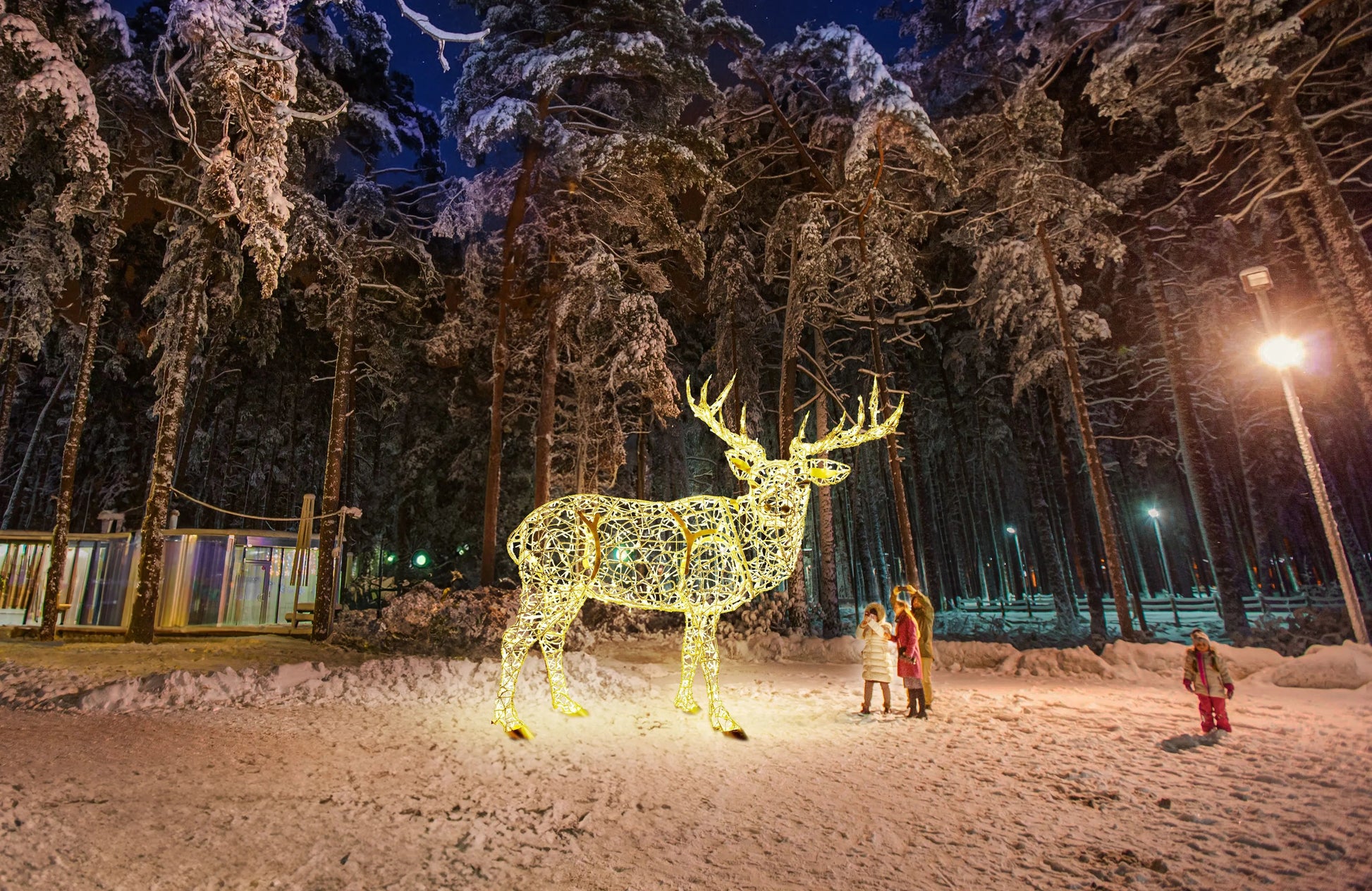 DEER 260